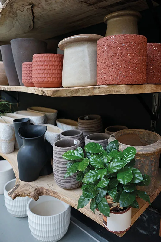 Mensole di legno grezzo con vasi materici color terracotta, crema, grigi e neri, e una pianta dalle foglie lucide in primo piano