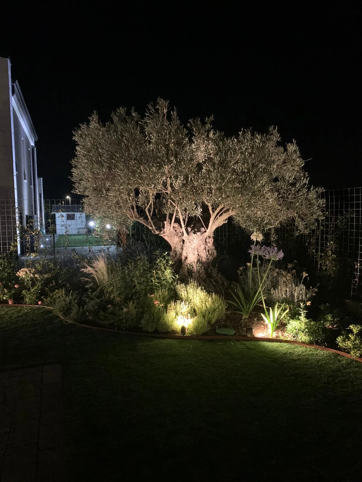 Olivo illuminato dal basso di notte, in un'aiuola fiorita bordata di acciaio al limite del prato