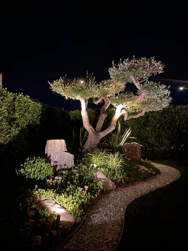 Olivo potato a nuvola visto da vicino di notte, con i faretti che illuminano massi e piante lungo il vialetto curvo di ghiaia