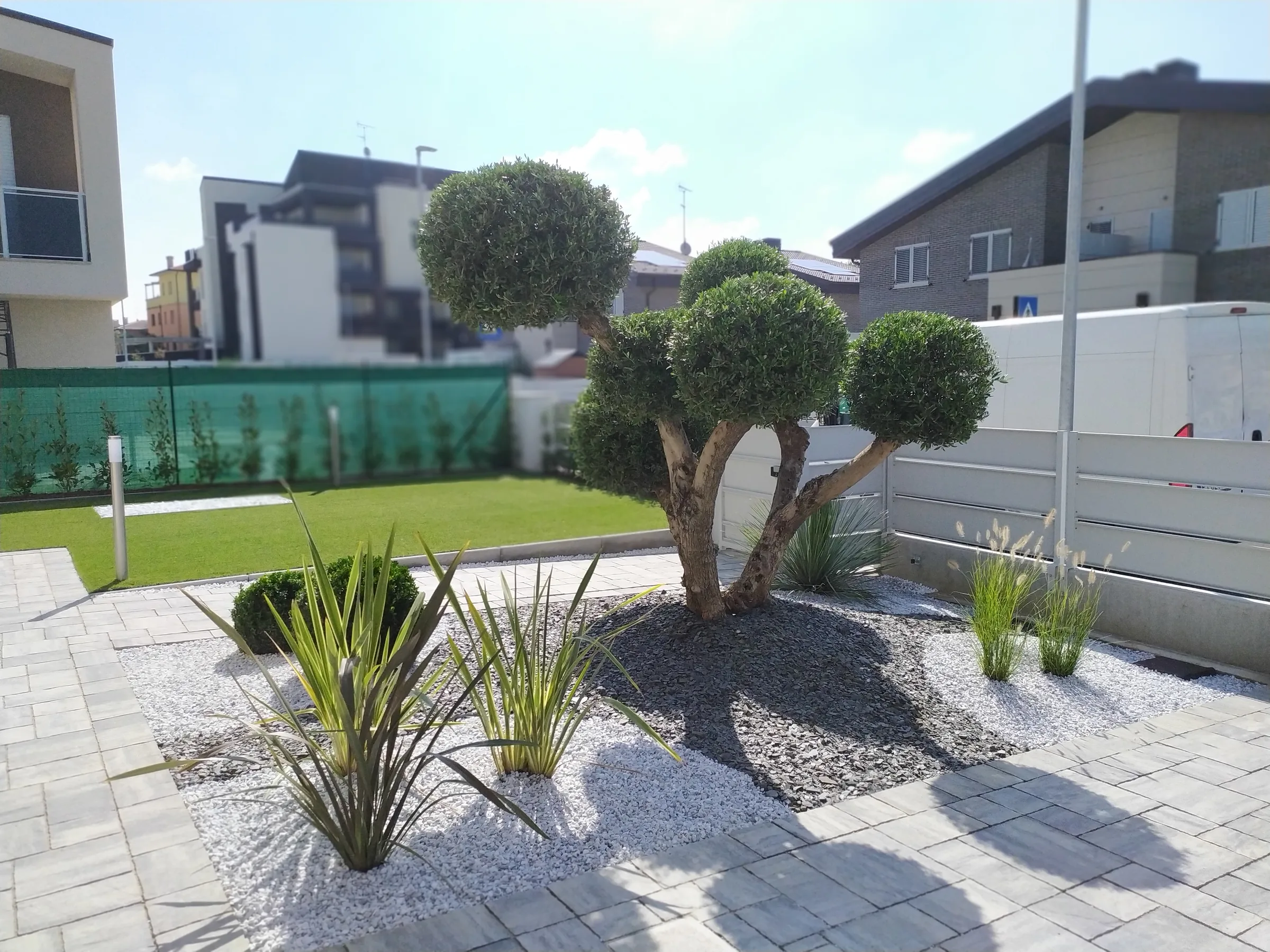 Olivo potato a nuvole in un'aiuola di ghiaia bianca e ardesia nera, con phormium e graminacee, davanti a una pavimentazione chiara