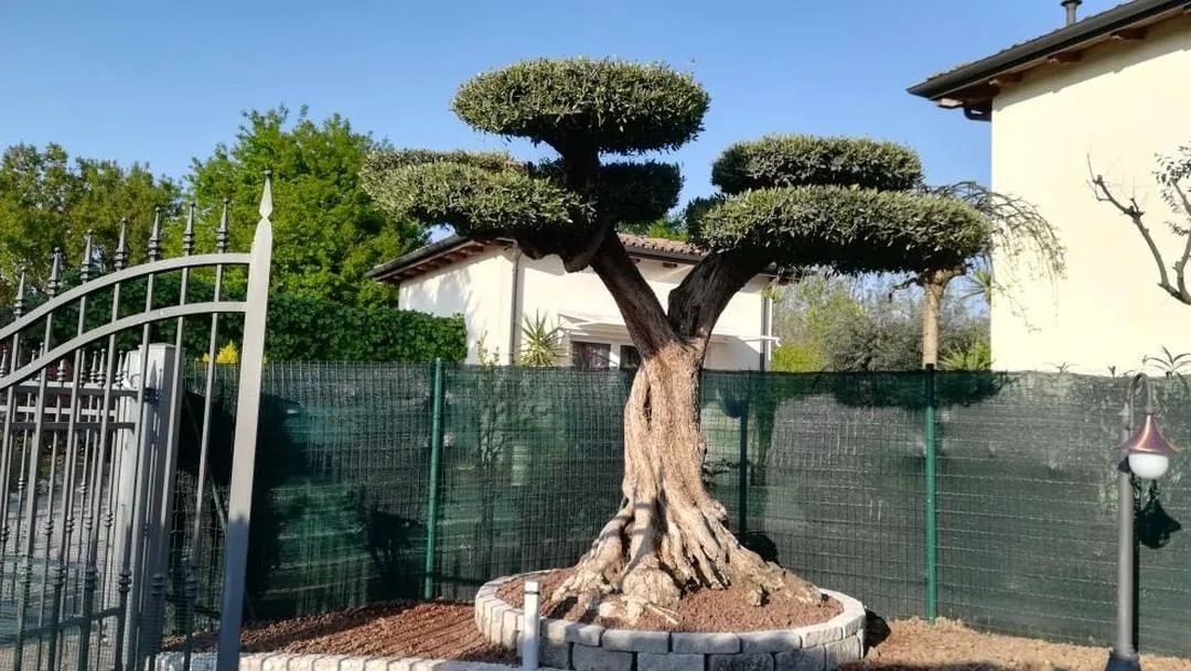 Olivo potato a nuvole in un'aiuola rotonda bordata di blocchetti grigi, accanto al cancello di una casa