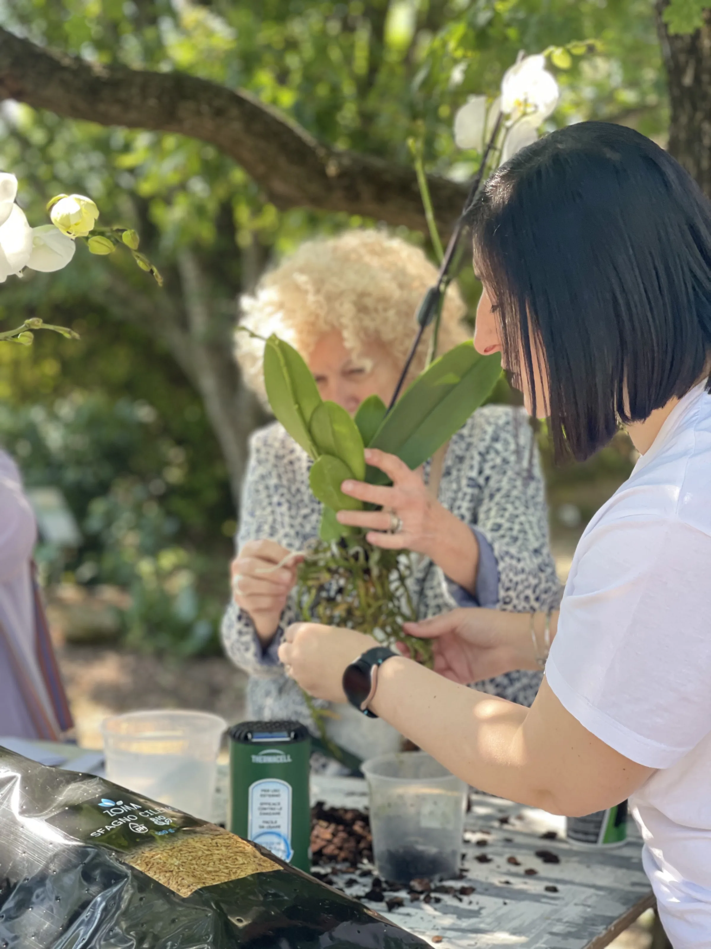 Due donne districano insieme le radici di un'orchidea sopra il tavolo, sotto gli alberi