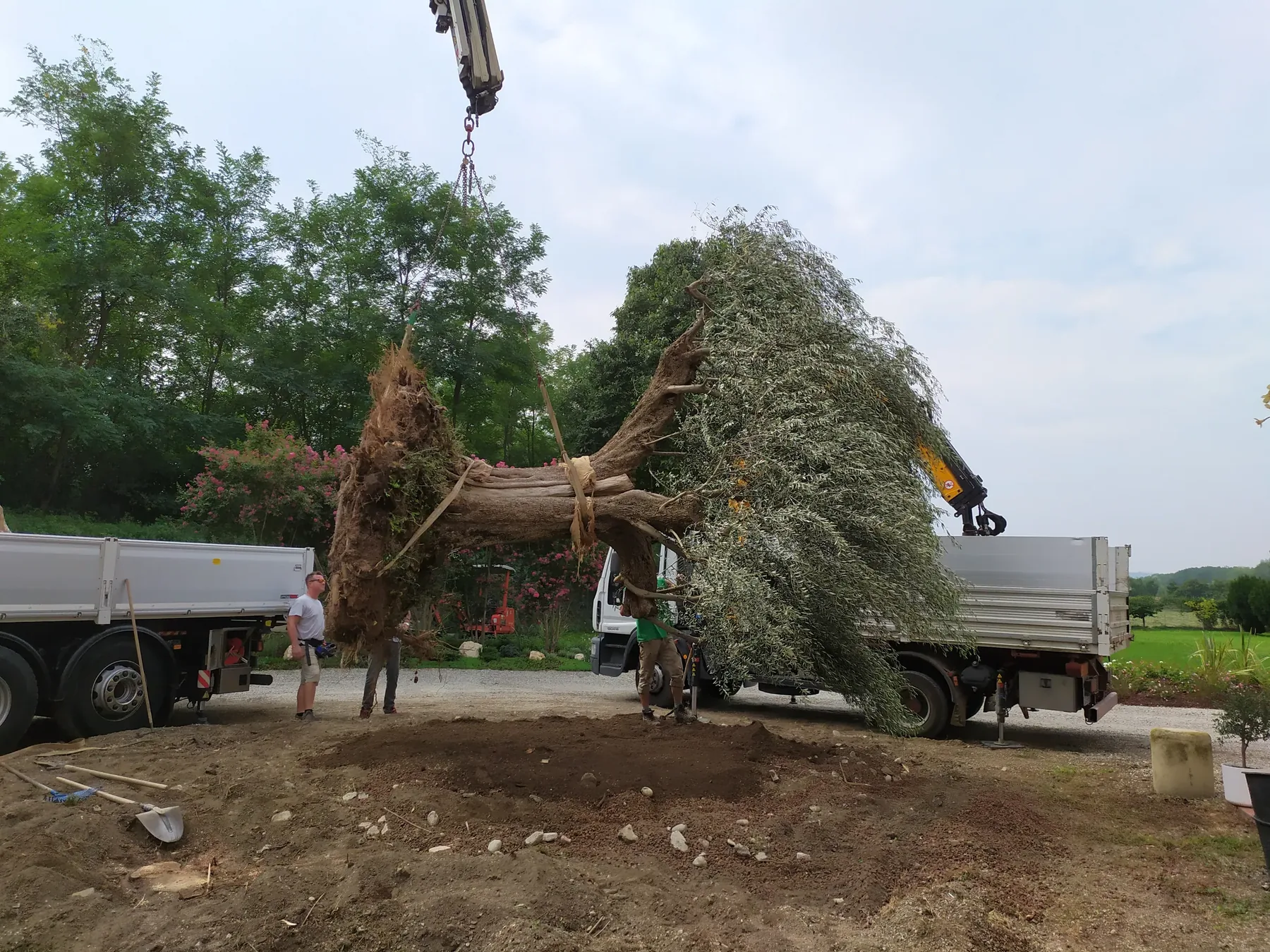 Grande olivo dal tronco nodoso sollevato di traverso dalla gru sopra il terreno smosso, fra due camion, con tre uomini attorno